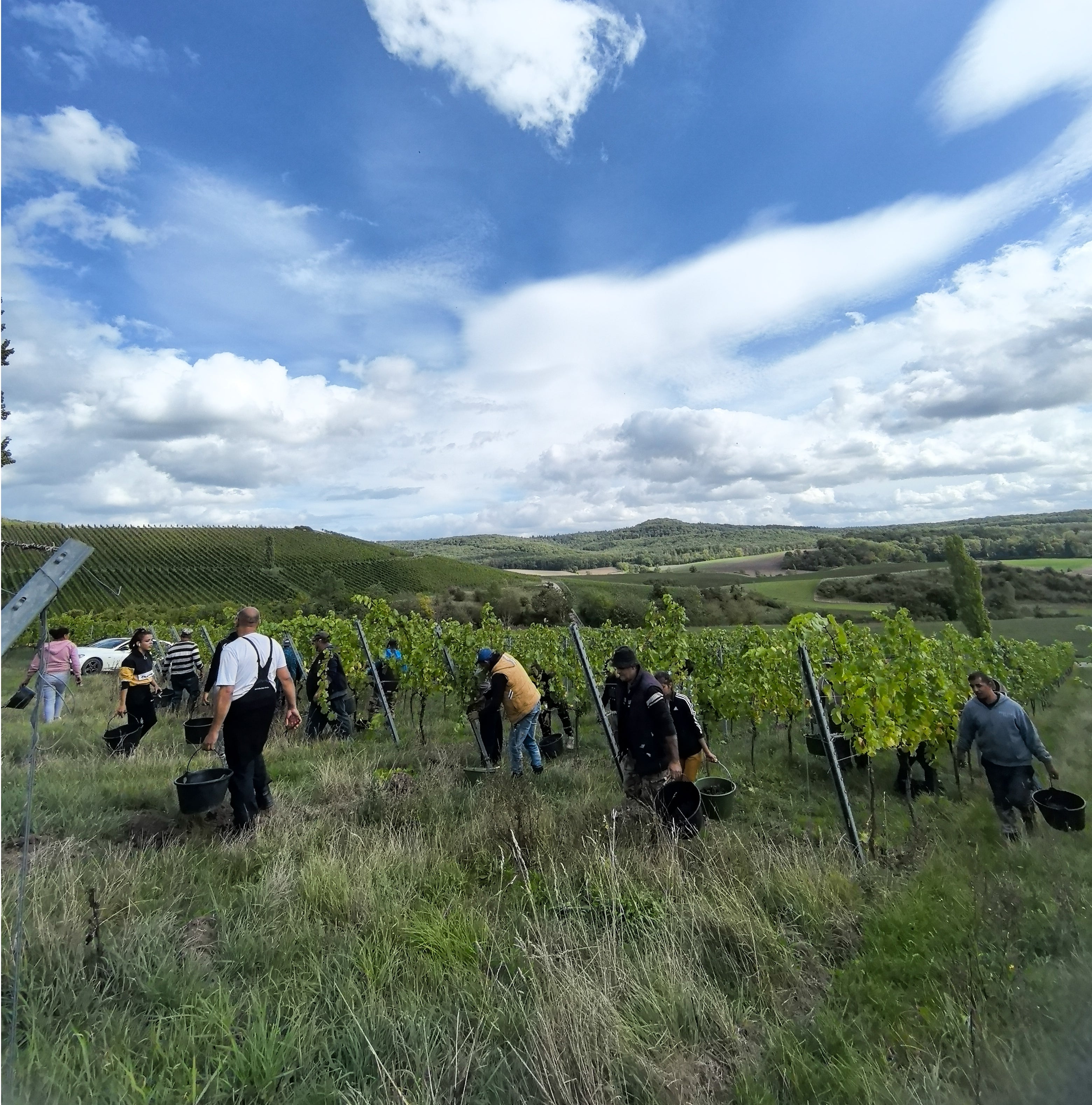 Weinberg Sommerhäuser Steinbach
