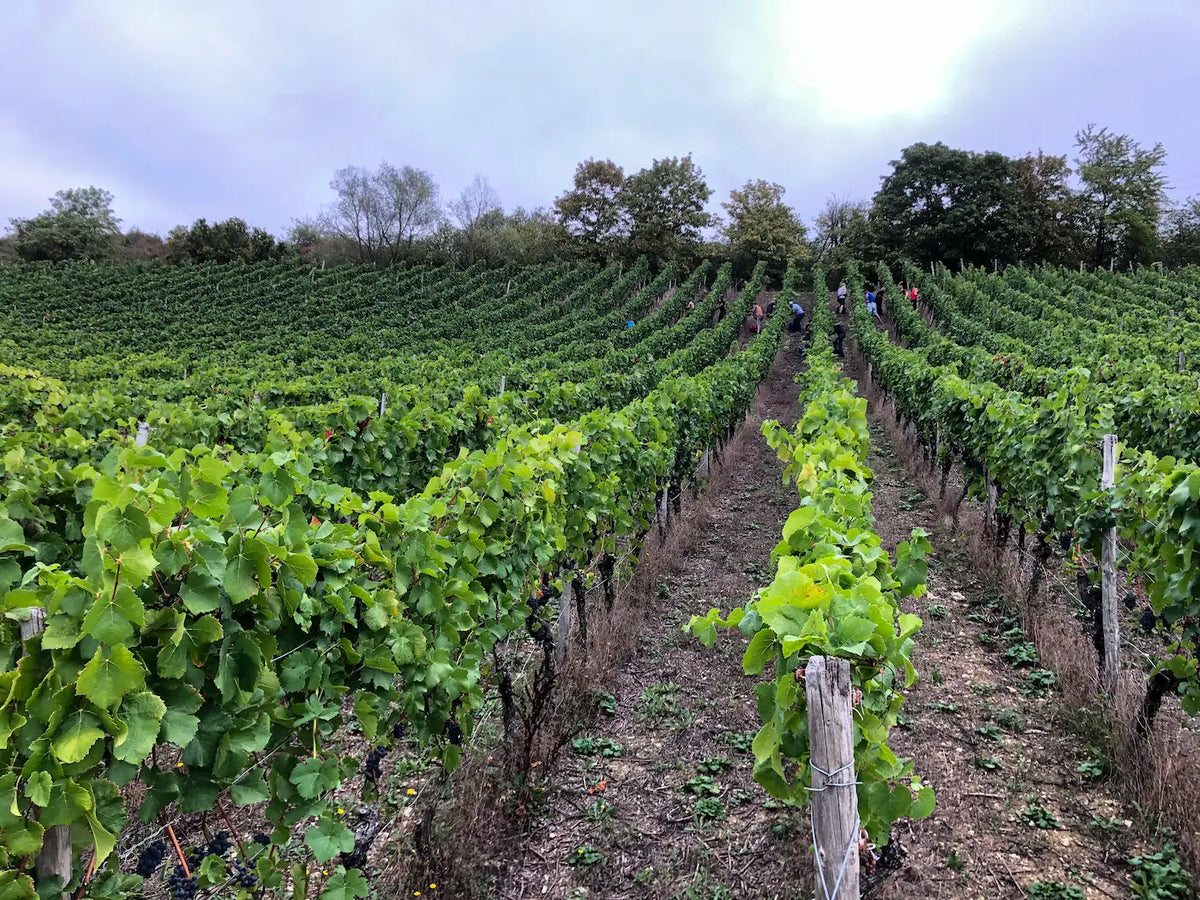 Weinberg Sommerhäuser Steinbach