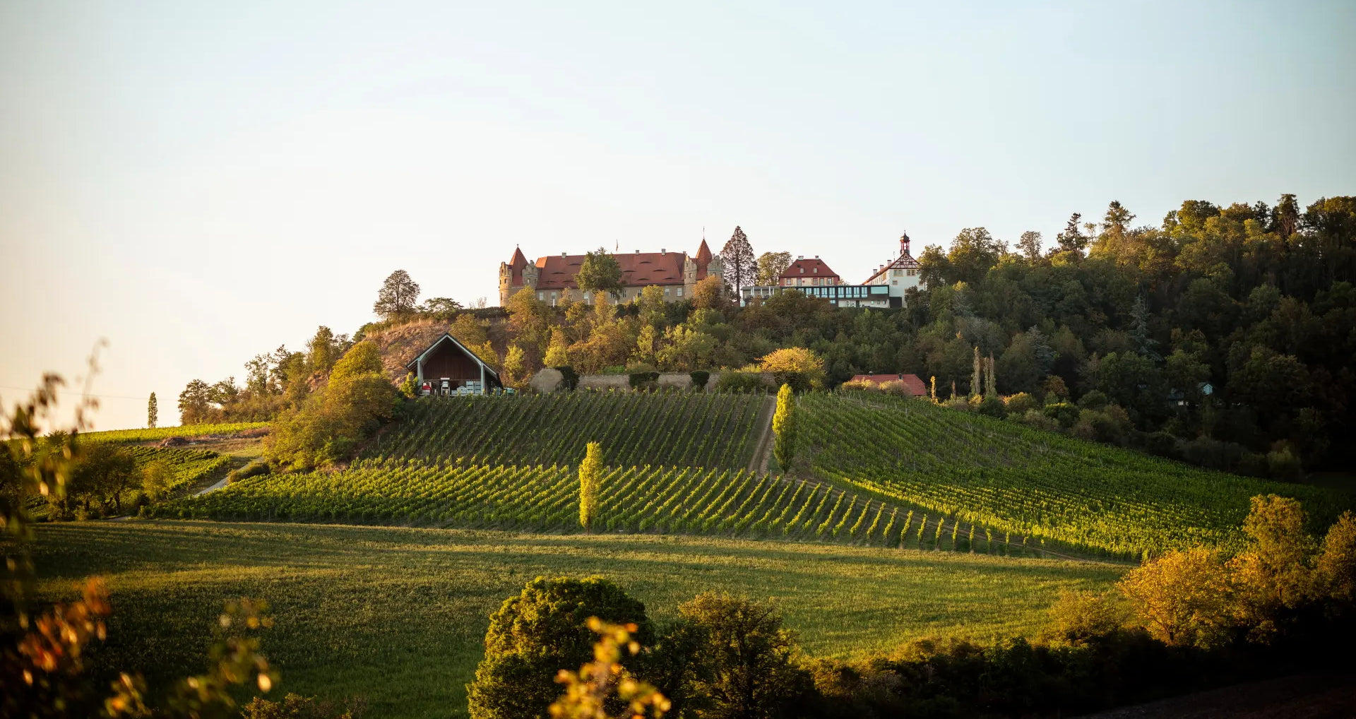 Weinberg Schloss Frankenberg
