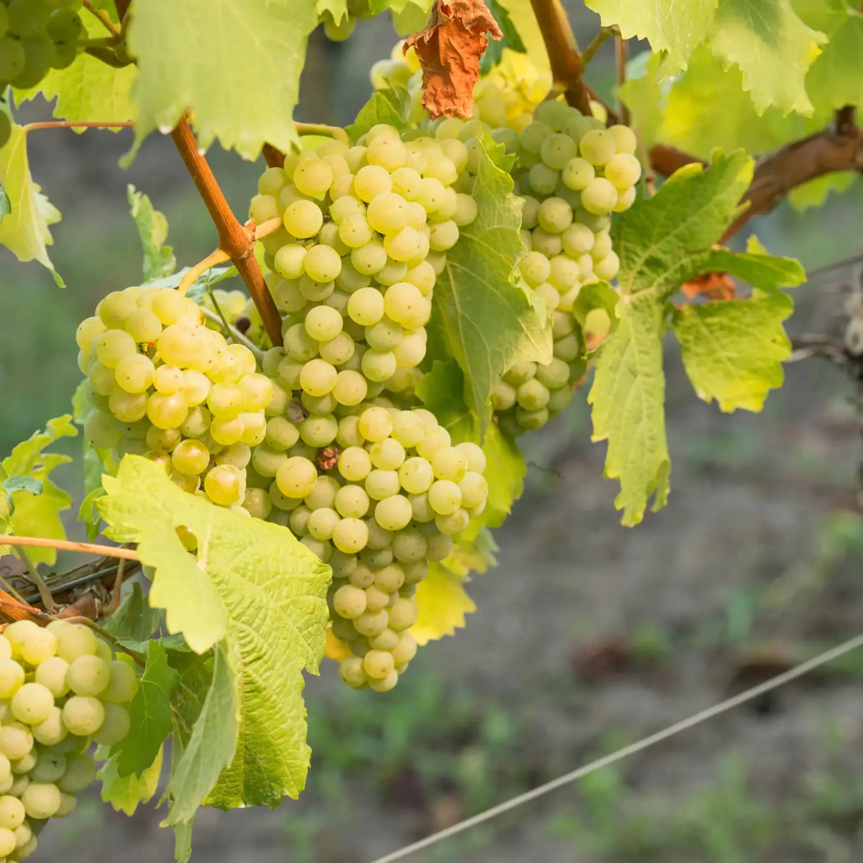BOB Bacchus Cuvée 2024 – Traube Bacchus