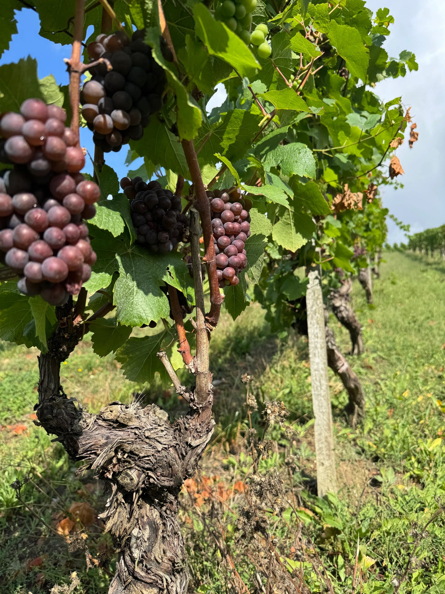Blauer Silvaner - Schloss Frankenberg 2024
