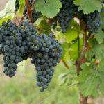Cabernet GG Frankenberger Schlossstück Steillage 2022 – Traube Cabernet Dorsa