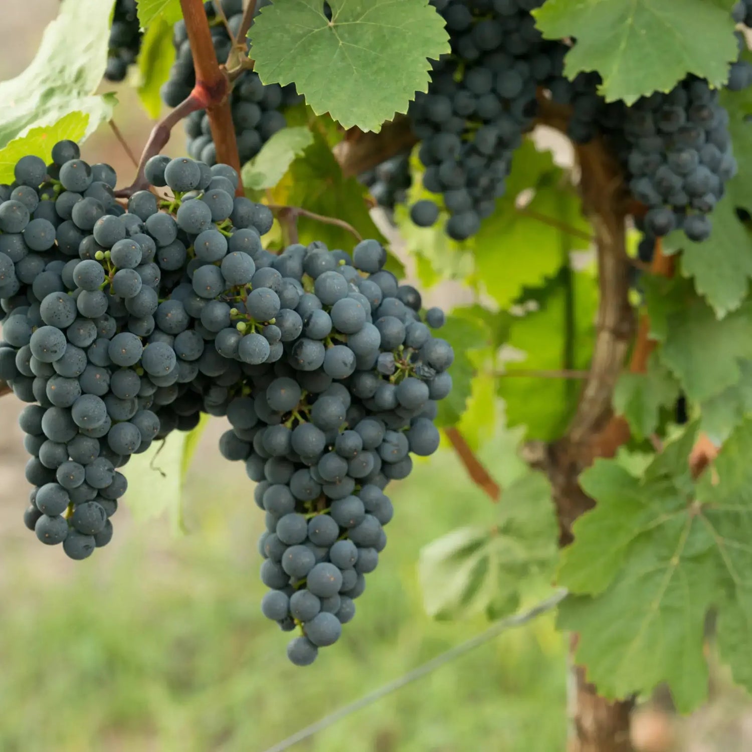 Cabernet GG Frankenberger Schlossstück Steillage 2022 – Traube Cabernet Dorsa