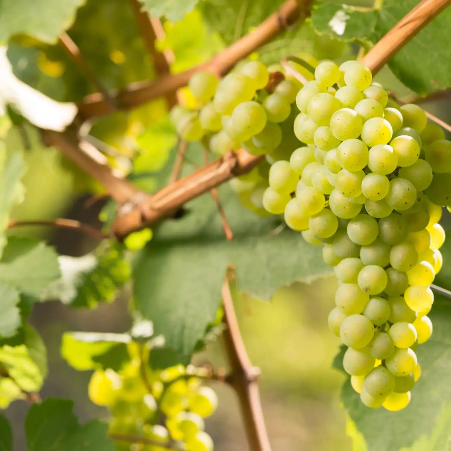 Chardonnay - Schloss Frankenberg 2024 – Traube Chardonnay