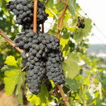 Domina Mini trocken 2023 – Traube Domina