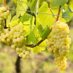 Müller-Thurgau - Garten Eden 2024 – Traube Müller-Thurgau