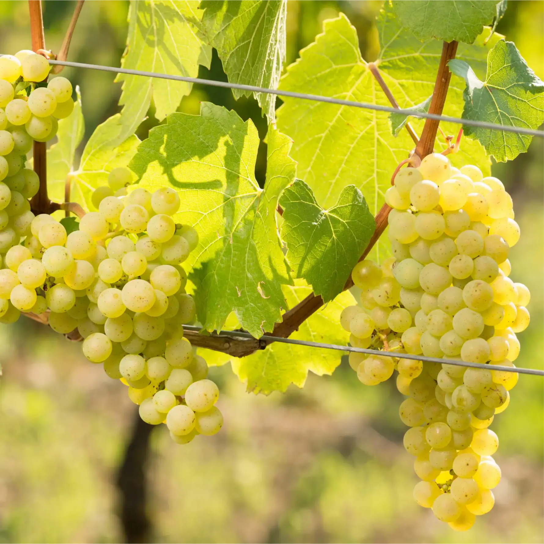 Müller-Thurgau - Garten Eden 2024 – Traube Müller-Thurgau