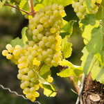 Riesling - Garten Eden 2025 – Traube Riesling