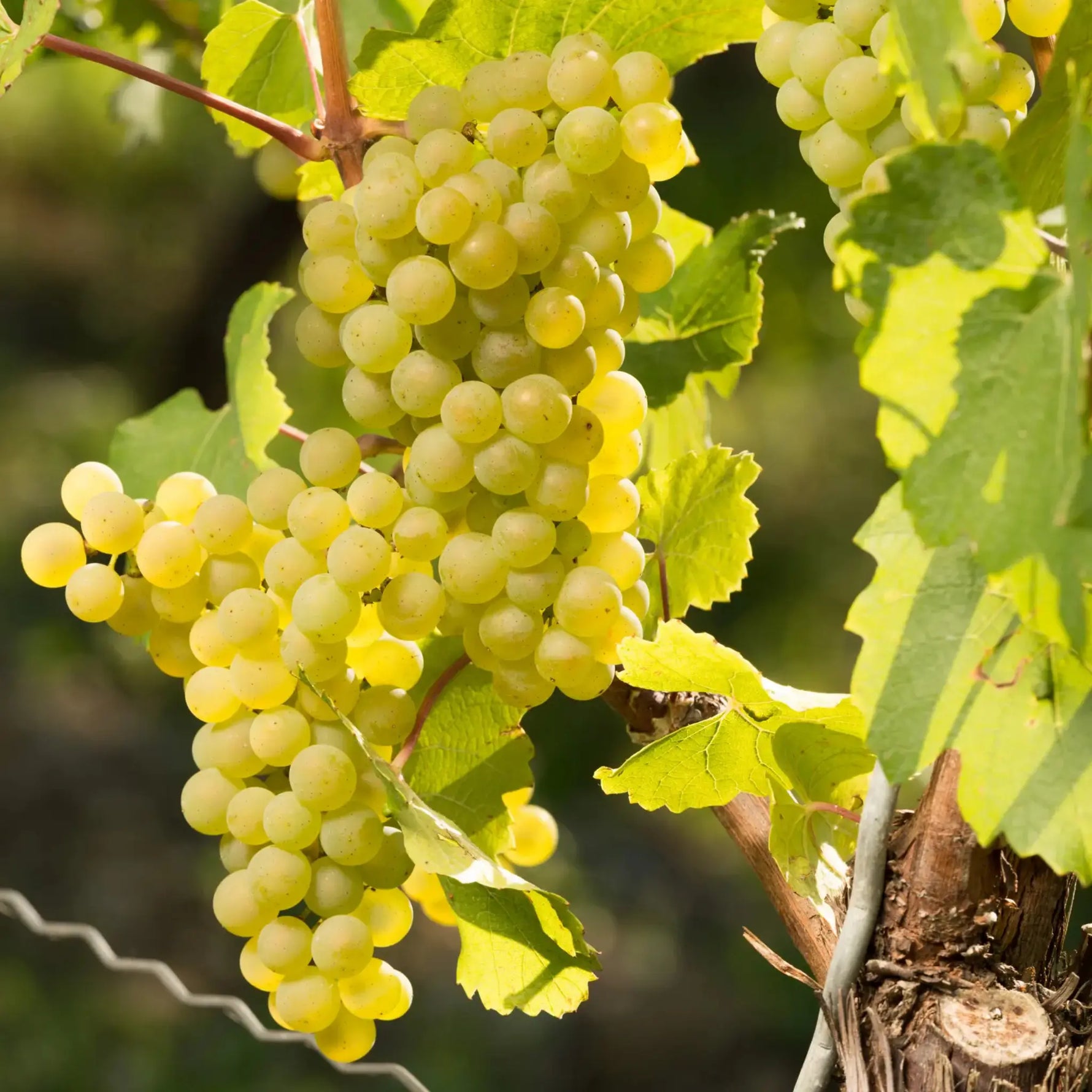 Riesling Spätlese Sommerhäuser Steinbach 2023 – Traube Riesling