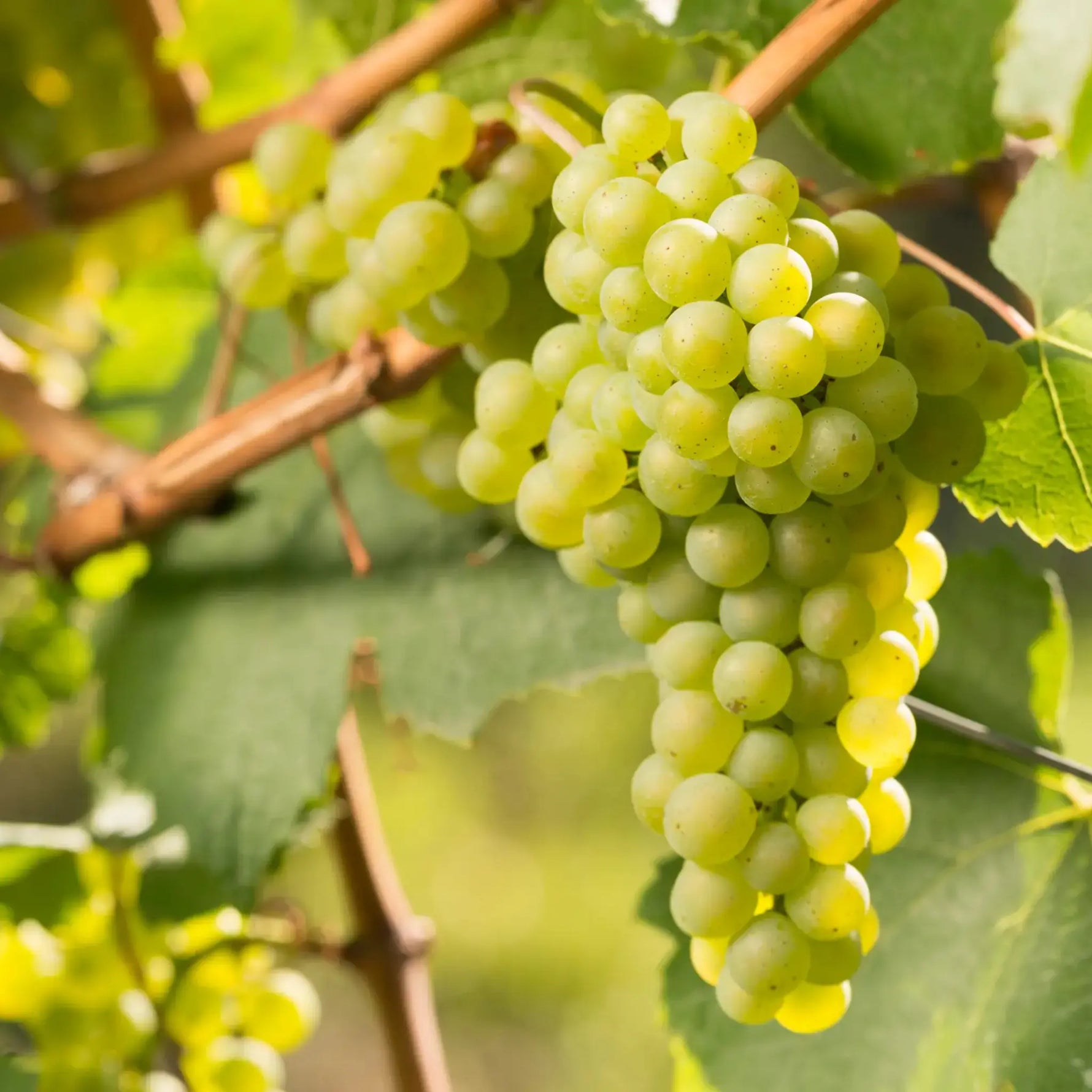Sauvignon Blanc Würzburger Kirchberg 2023 – Traube Sauvignon blanc