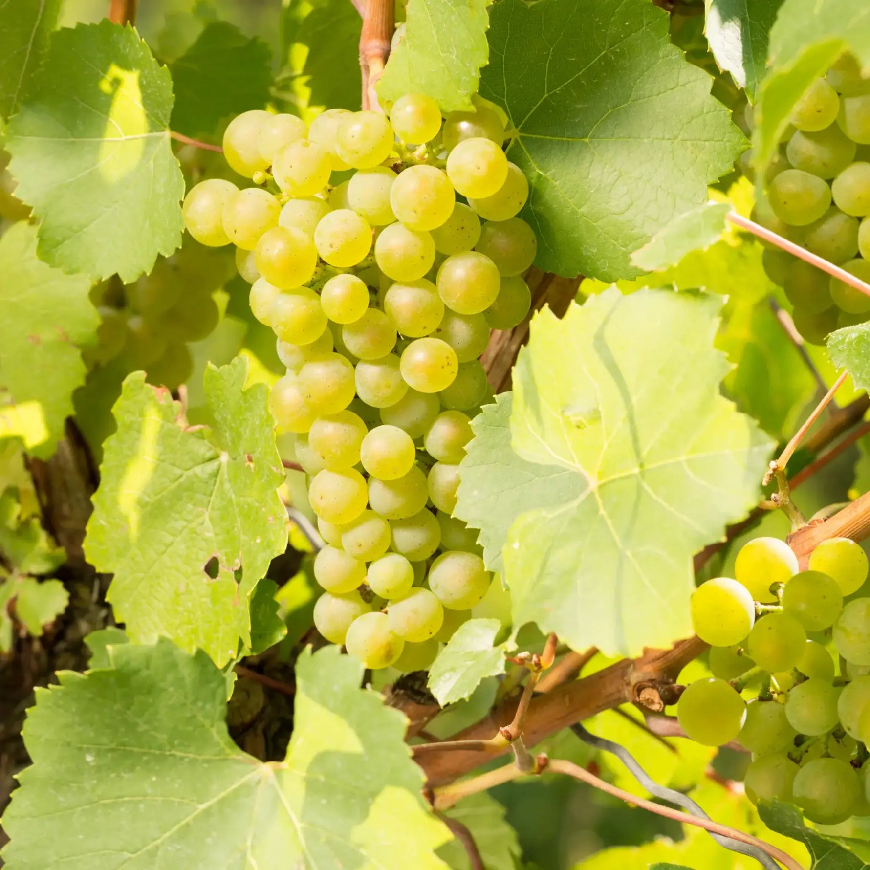 Scheurebe - Garten Eden 2025 – Traube Scheurebe