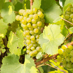 Scheurebe - Louisenberg 2024 – Traube Scheurebe