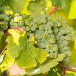 Blauer Silvaner - Schloss Frankenberg 2024 – Traube Silvaner
