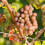 Traminer - Louisenberg 2024 – Traube Traminer