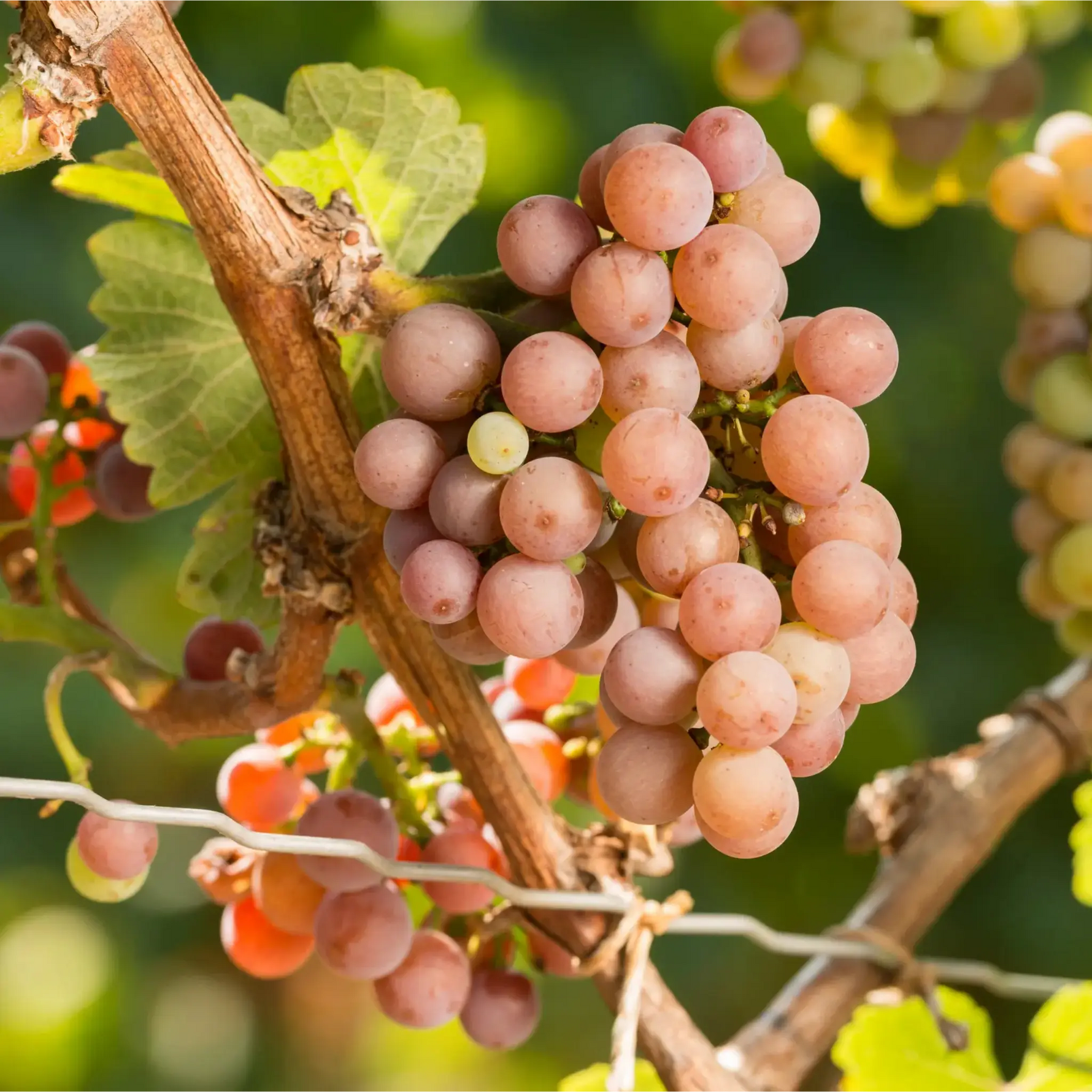 Traminer Spätlese Sommerhäuser Reifenstein 2023 – Traube Gewürztraminer